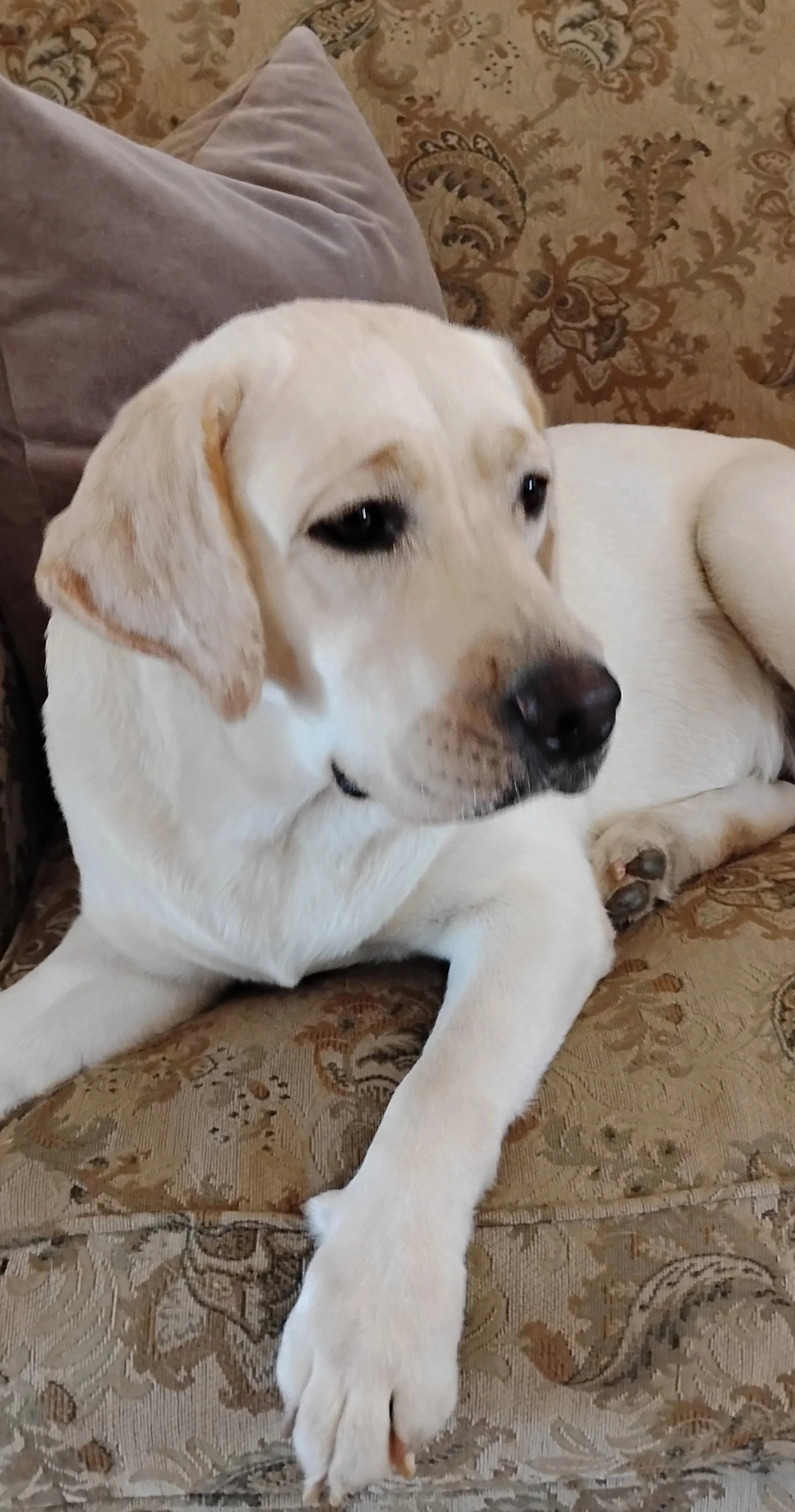 Gorgeous white labrador