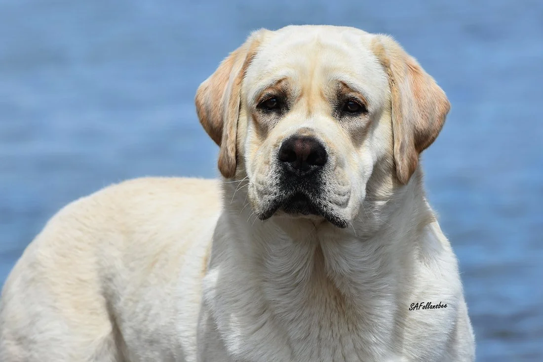 Beautiful Braxton Labrador