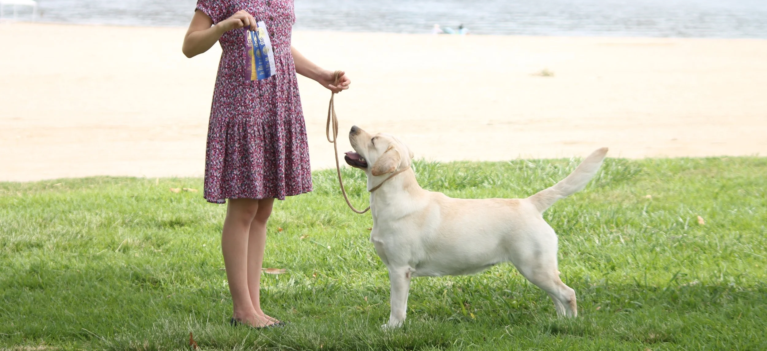 Yellow Labrador at dog show