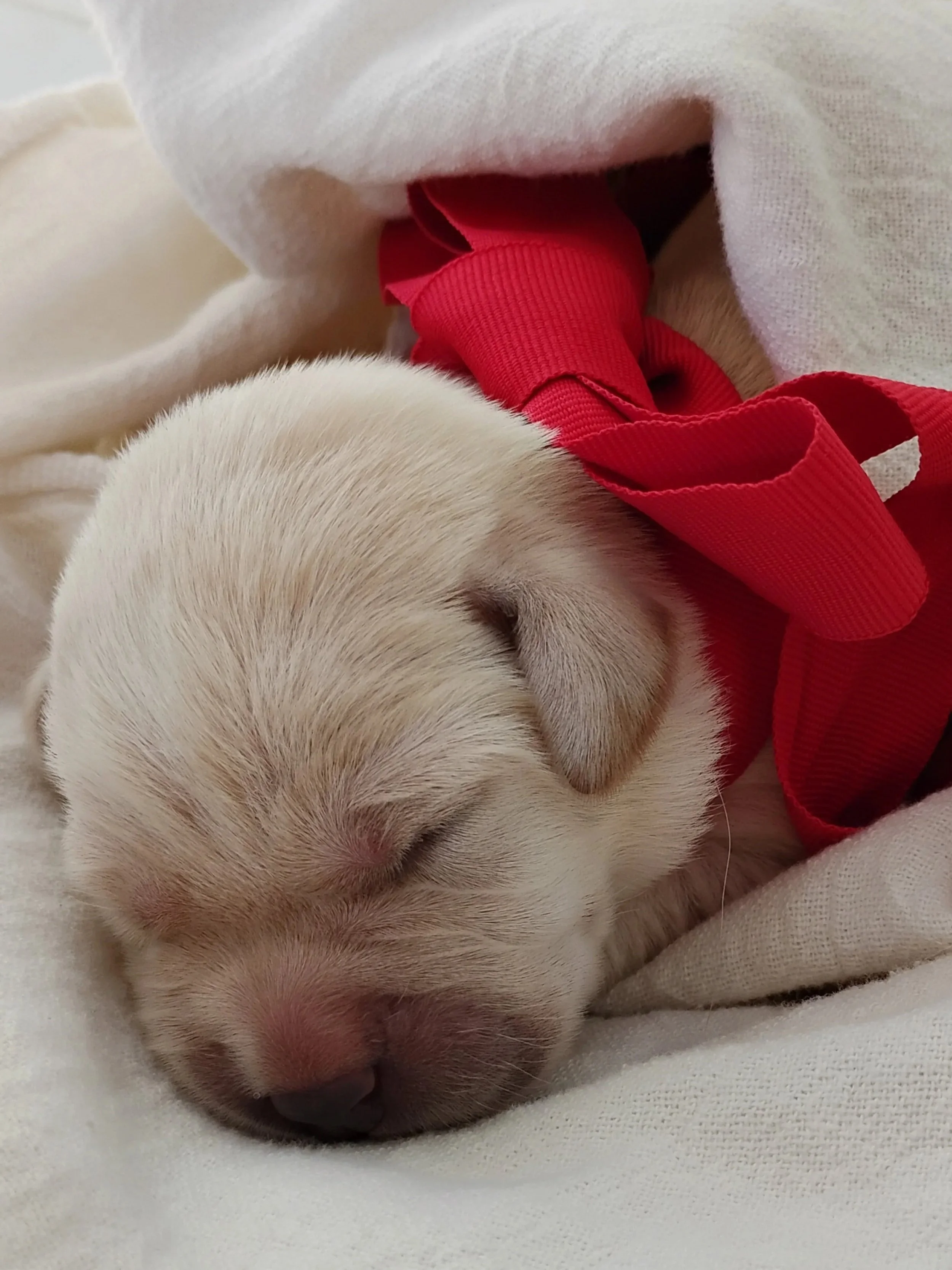 Cute yellow lab puppy