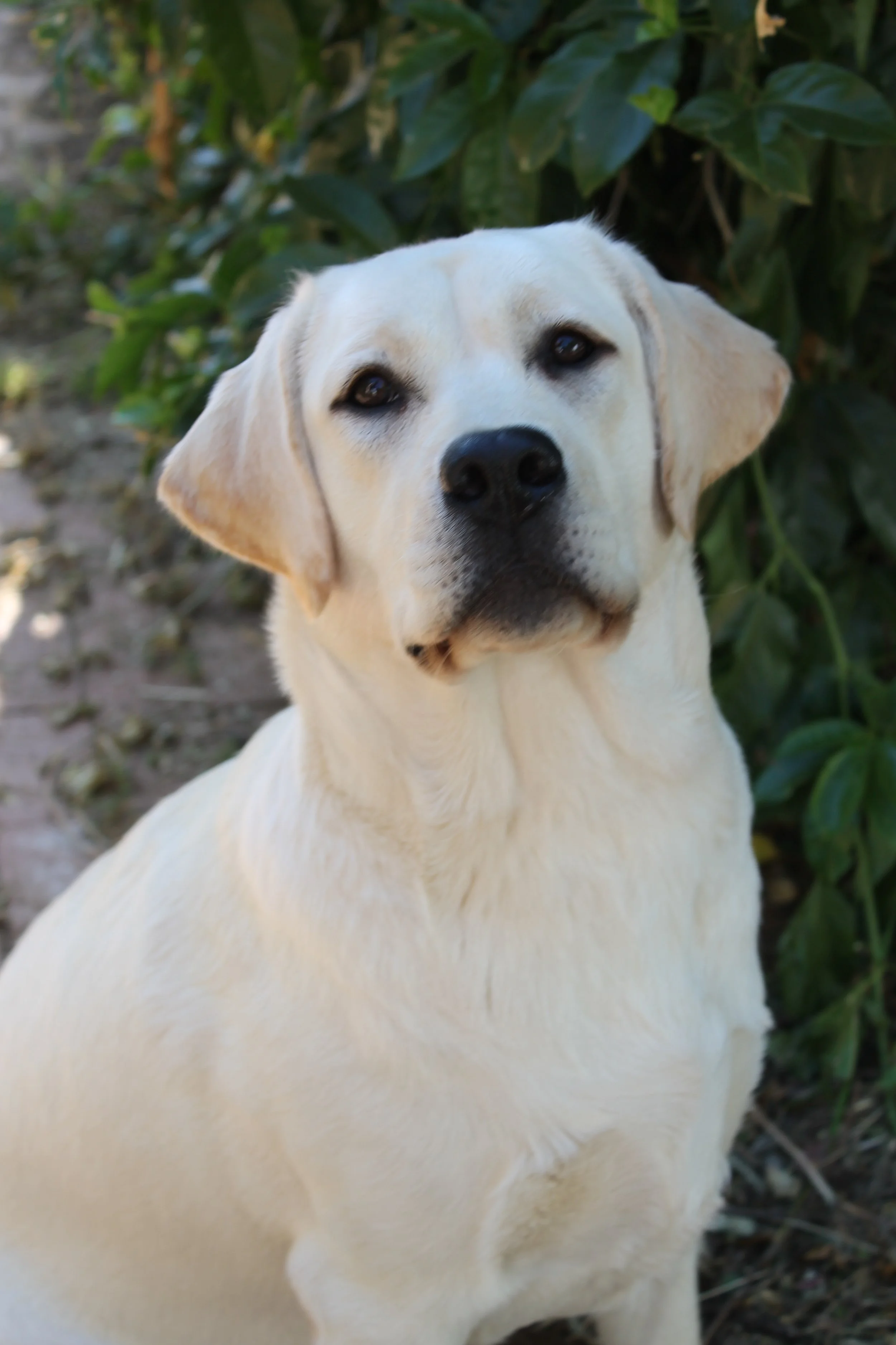 Beautiful EnBouldercrest English Yellow Labradorglish Yellow Labrador