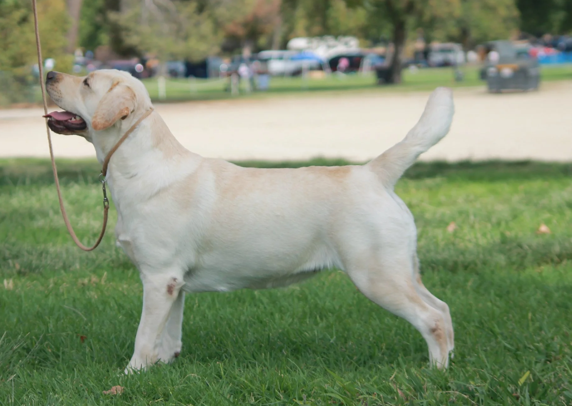 Yellow Labrador showing