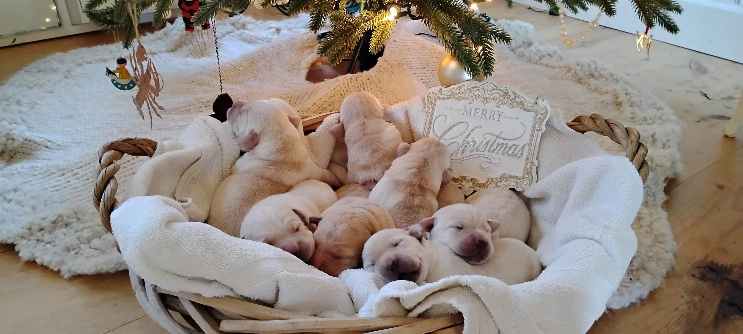 Adorable baby puppies