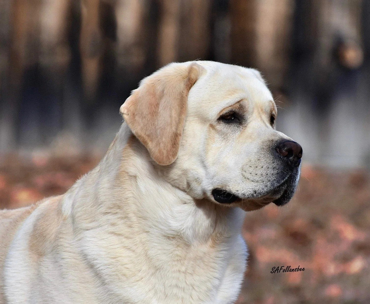 Stonewall Farm Braxton