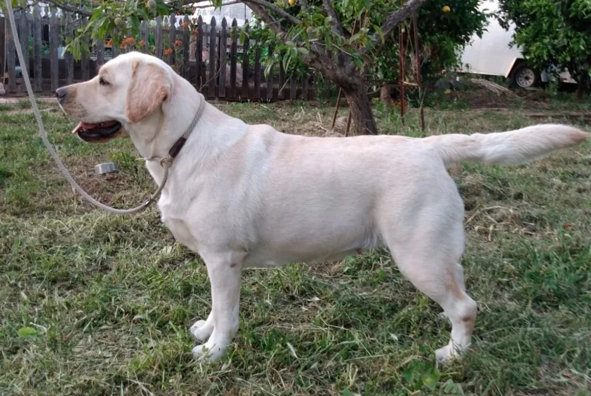 Puppies — Pemberley Labradors