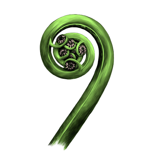 Close-up of a green fern fern frond curled into a spiral with black and white details in the center, on a white background.