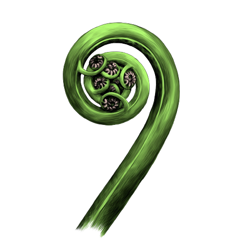 Close-up of a green fern frond unfurling in a spiral shape.
