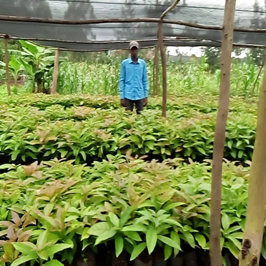 Note from Brian: A guy in DR Congo that I took for farming training in Zimbabwe and now has this nursery. He just sent a lot of pics to tell me I inspired him to grow fruit trees. 