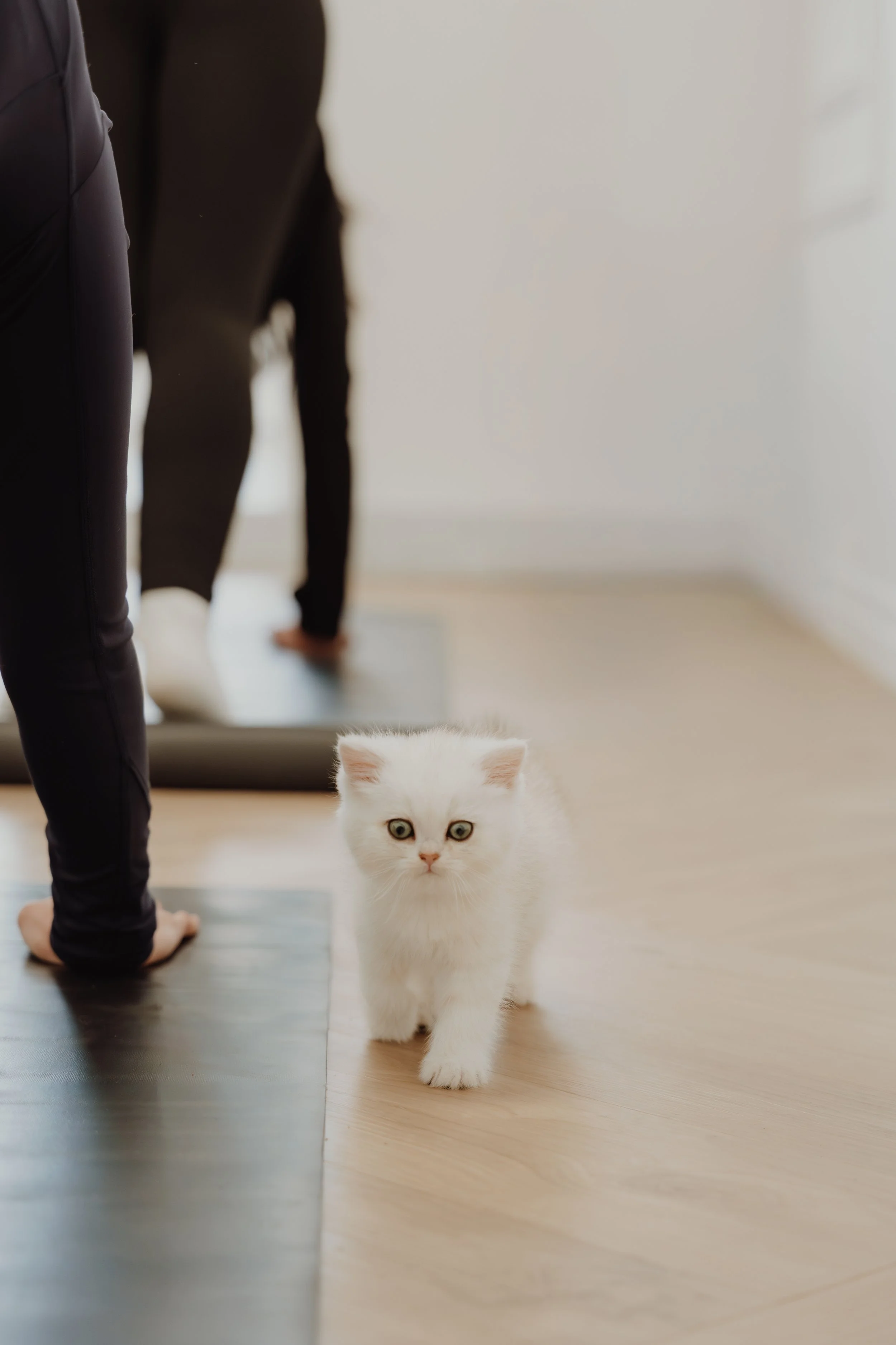 A white fluffy kitten walking on a light-colored wooden floor, in front of a person doing a yoga pose on a black mat, with a bright, plain background.