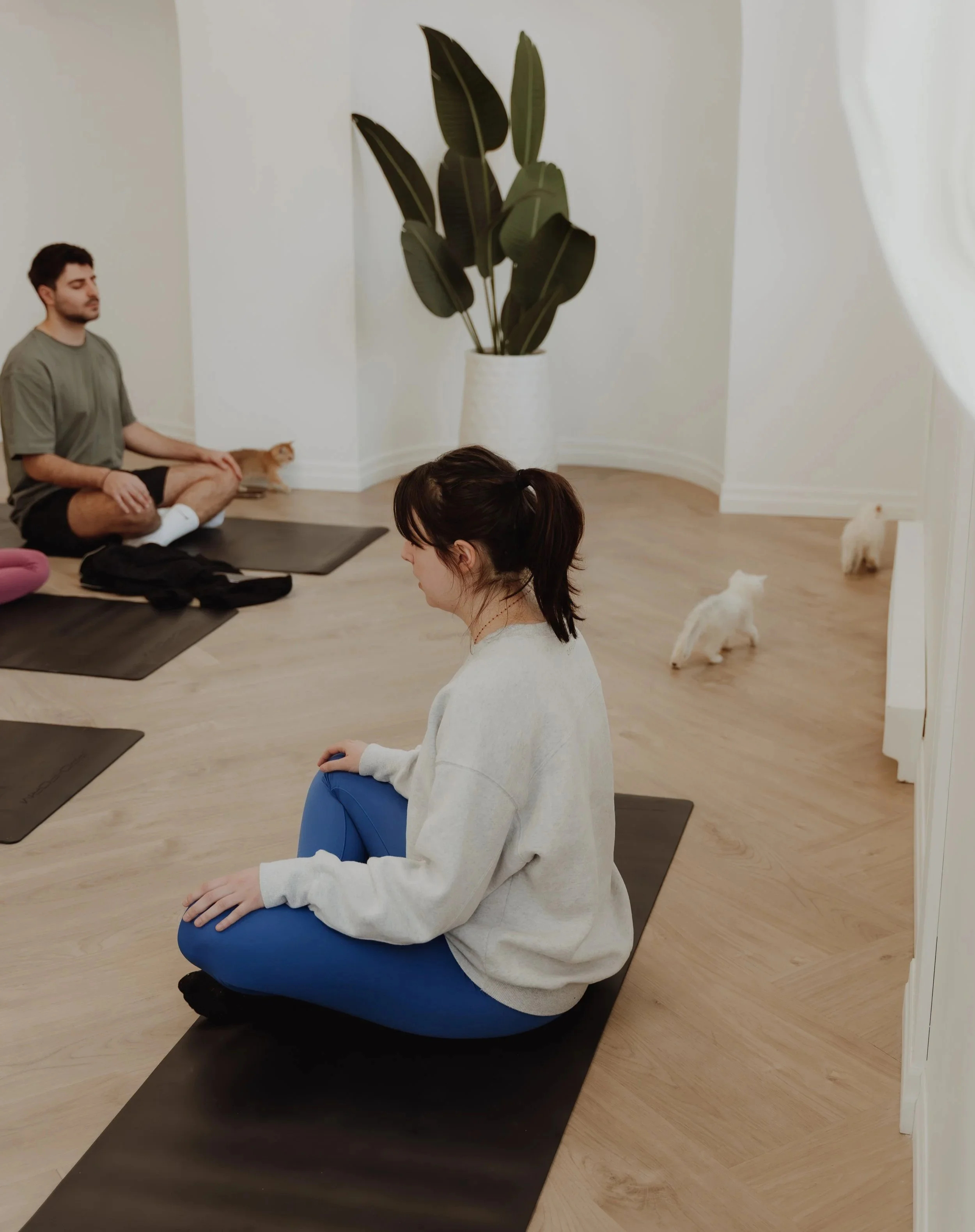 People practicing yoga in a bright, minimalistic room with wooden floors and a large potted plant, accompanied by several cats.
