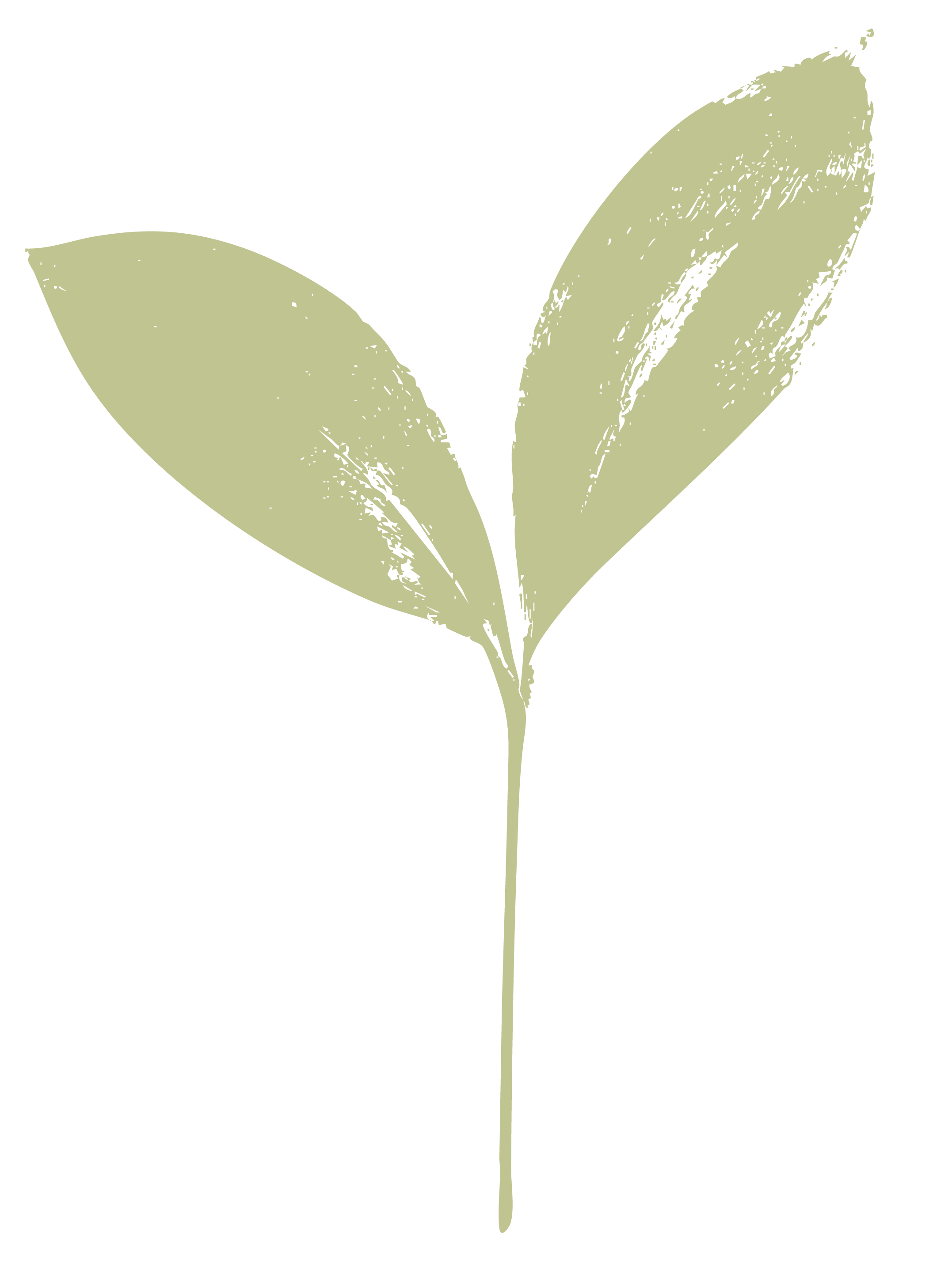 A simple illustration of a plant with three elongated leaves on a black background.