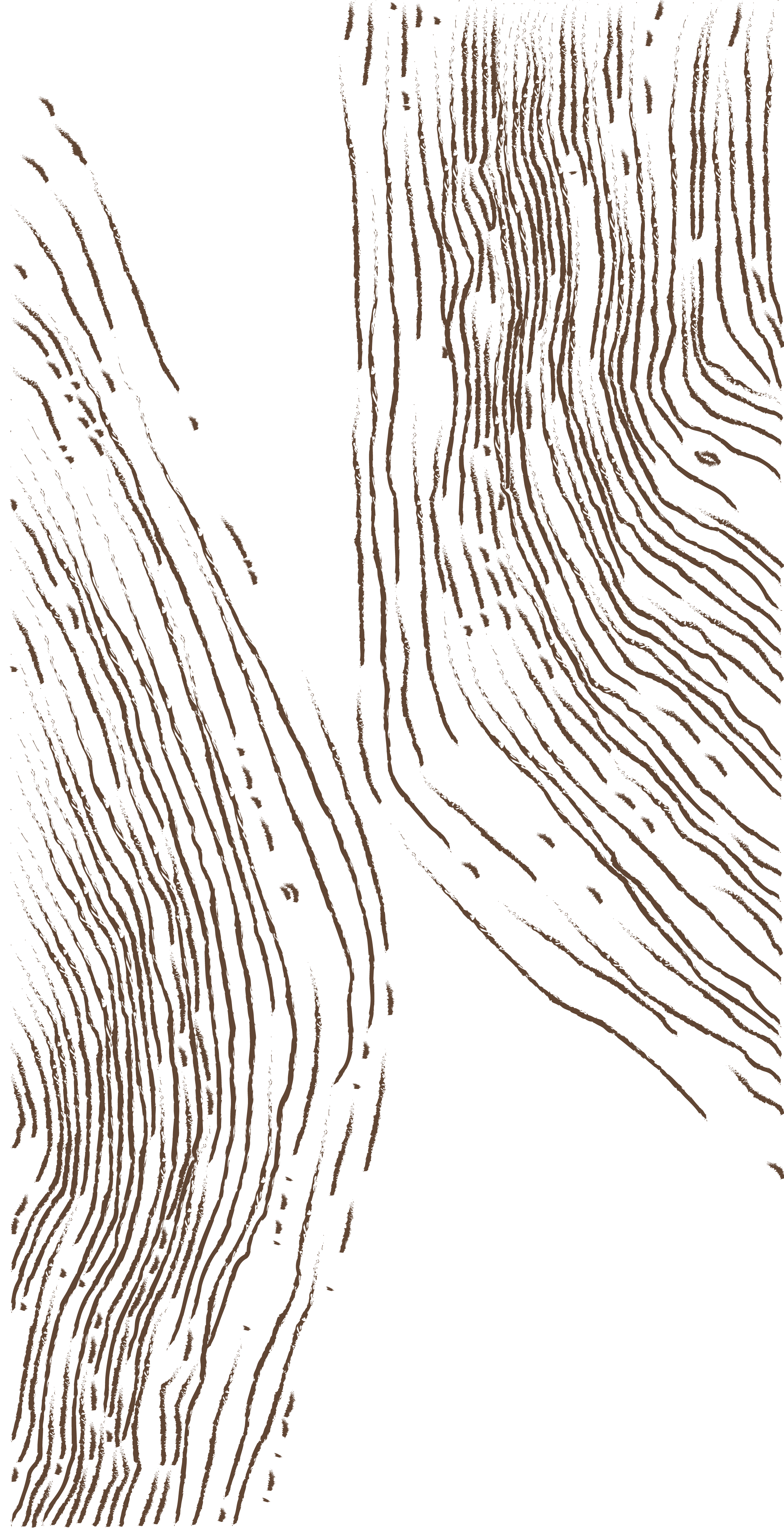 Close-up of wood grain with dark and light brown lines on black background.