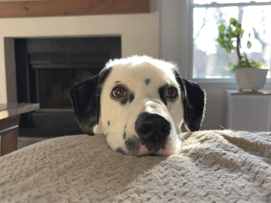 Close-up of a black and white dog resting its head on a beige blanket in a living room with a fireplace and a window with a potted plant outside.