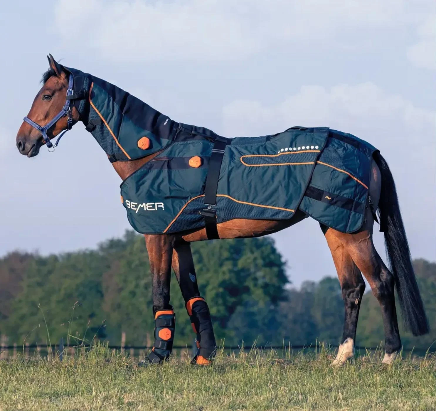 Horse wearing a BEMER electromagnetic therapy blanket.