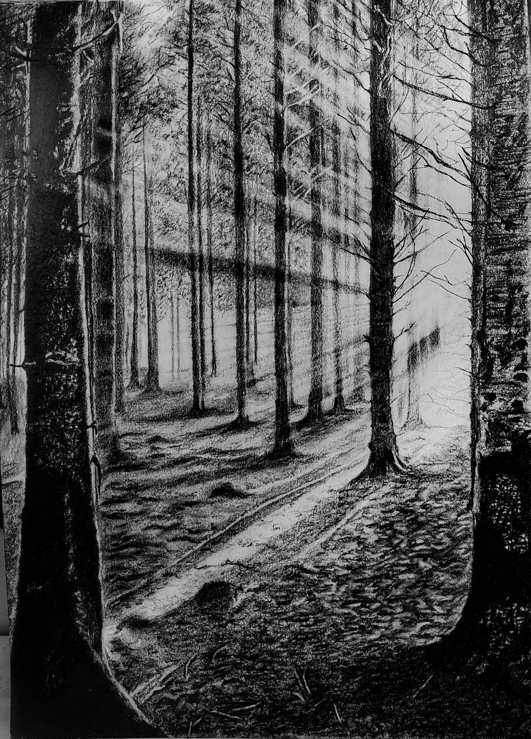 Morning In A Forest |  Graphite Pencil  |  11.5 x 16.5 inch