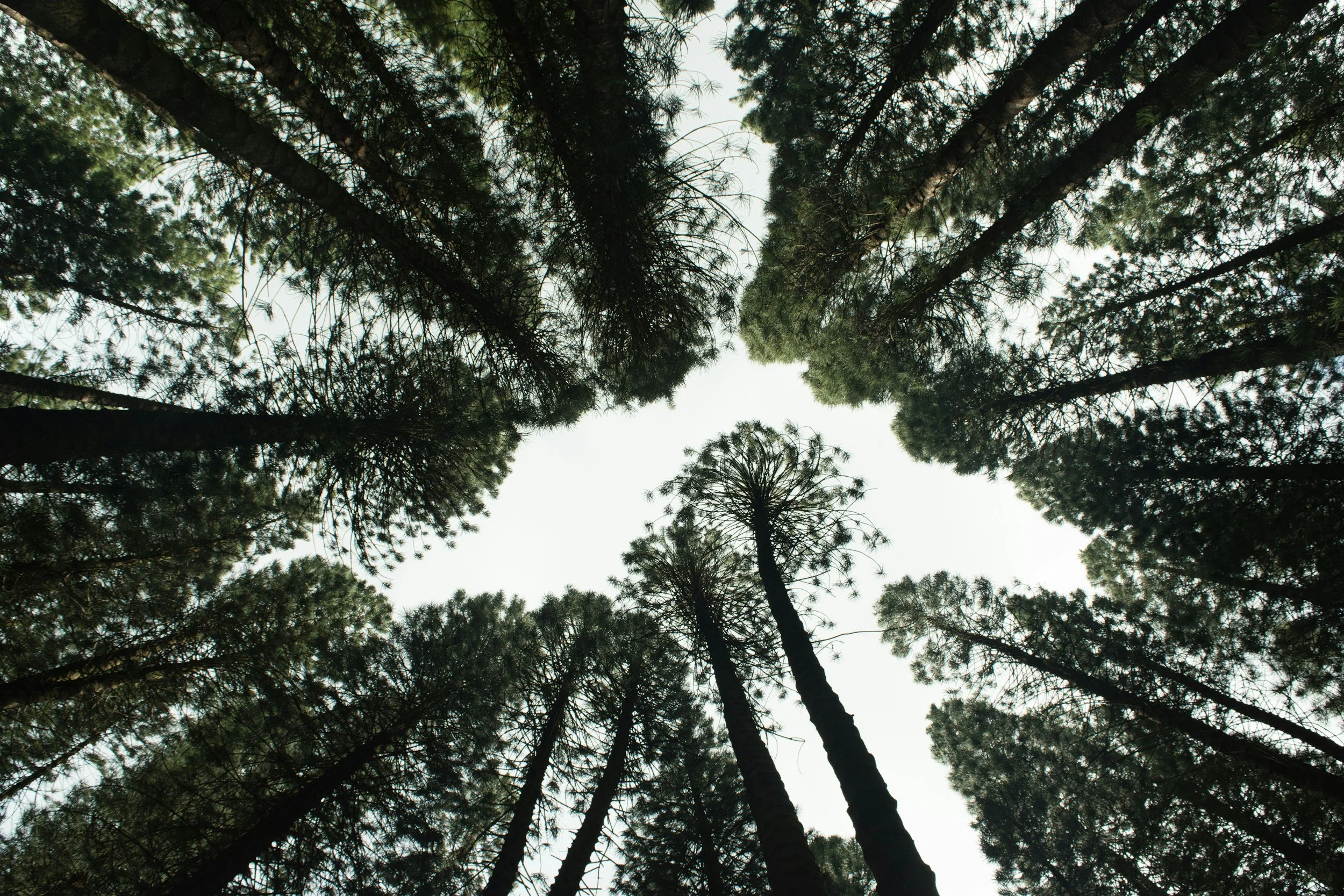 Looking upward at tall pine trees with a cloudy sky background.