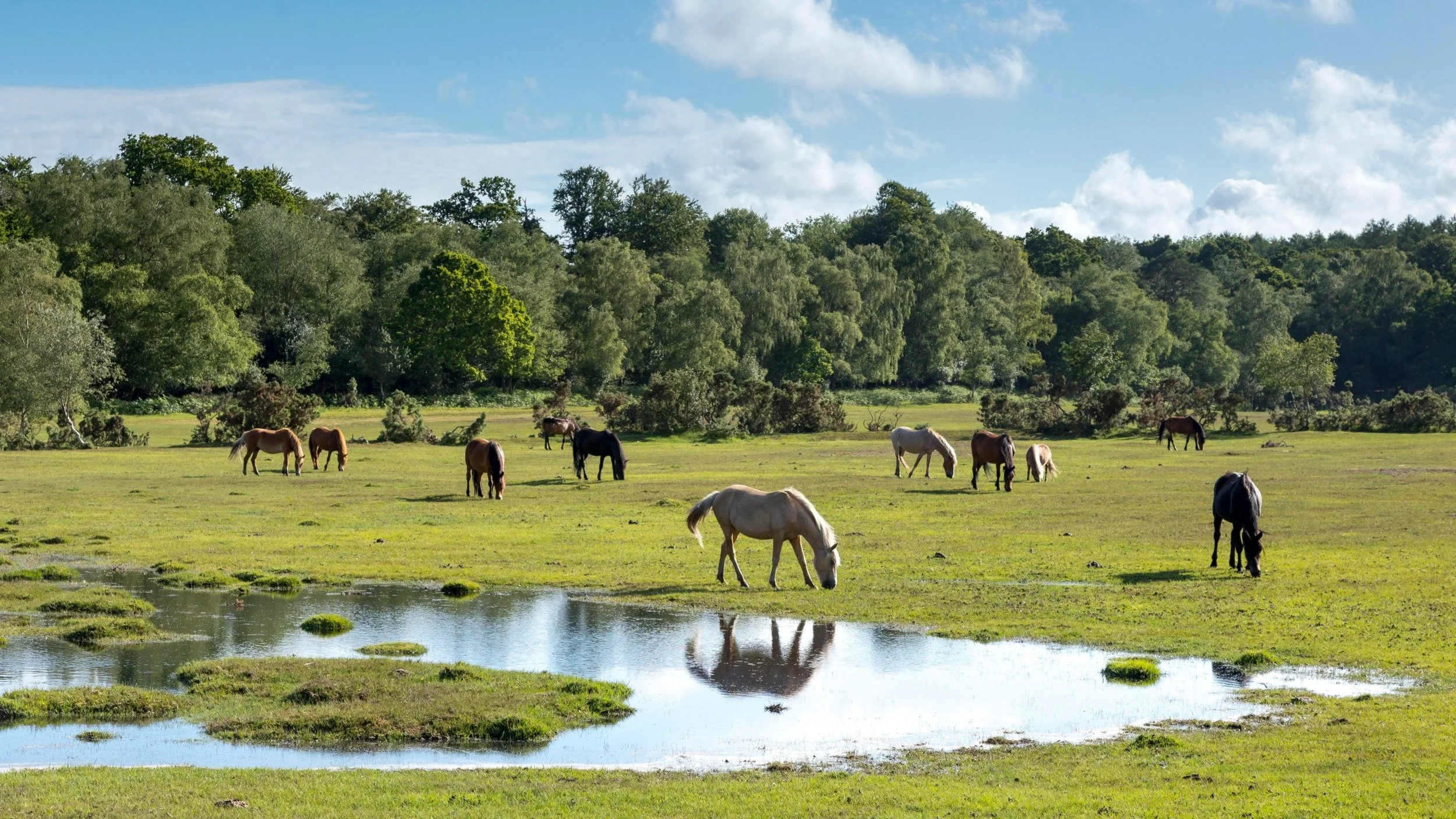 A group of horses grazing in a lush green field with a small pond, surrounded by trees under a partly cloudy sky.