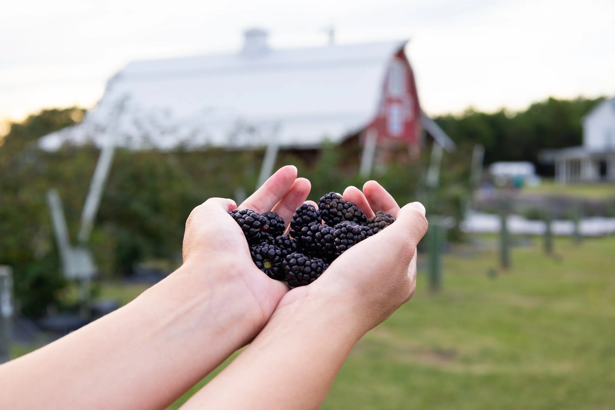 A person's hands holding freshly picked blackberries outdoors with a blurred background of a rustic barn and farm buildings.