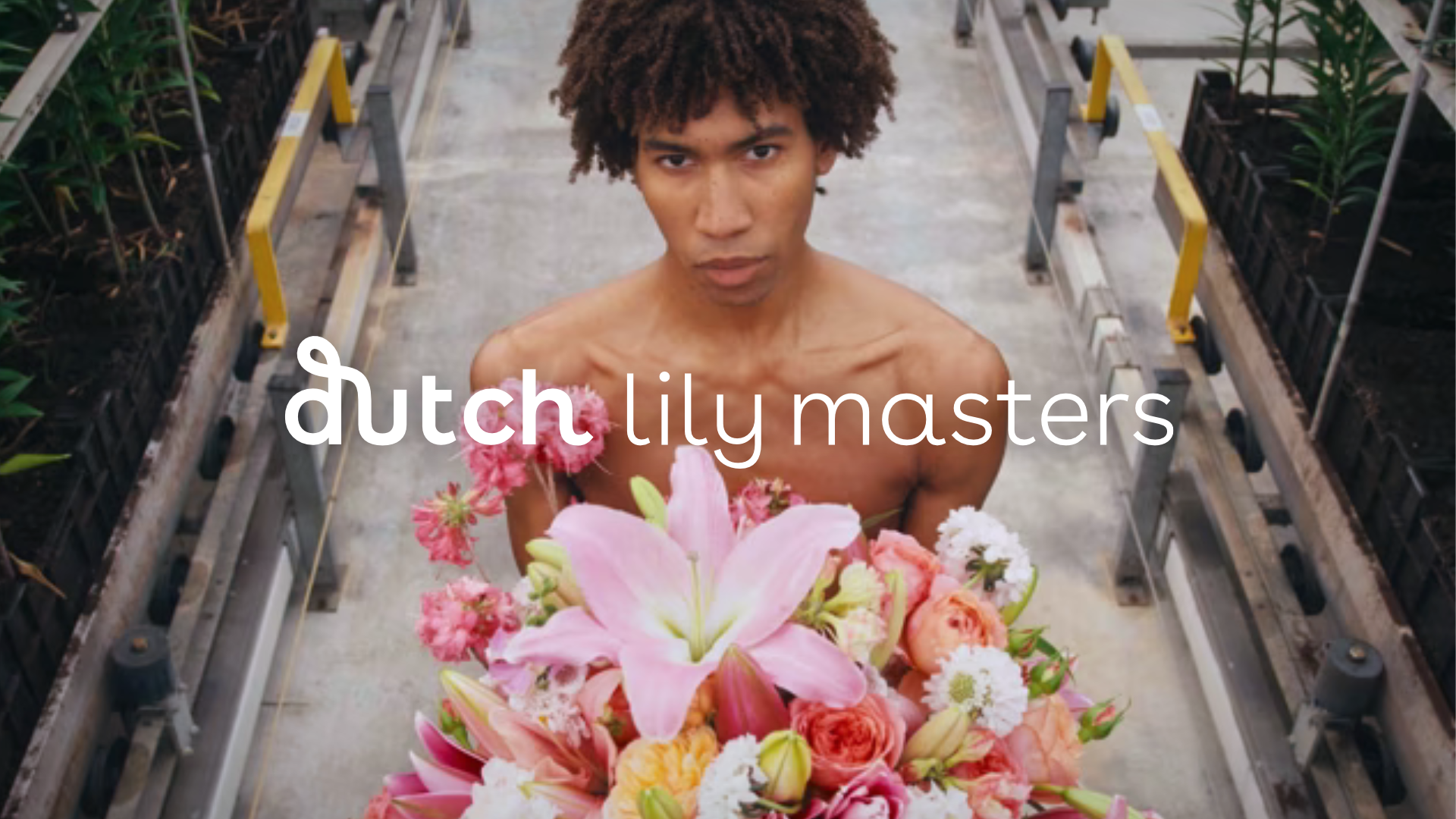 Dutch Lily Masters