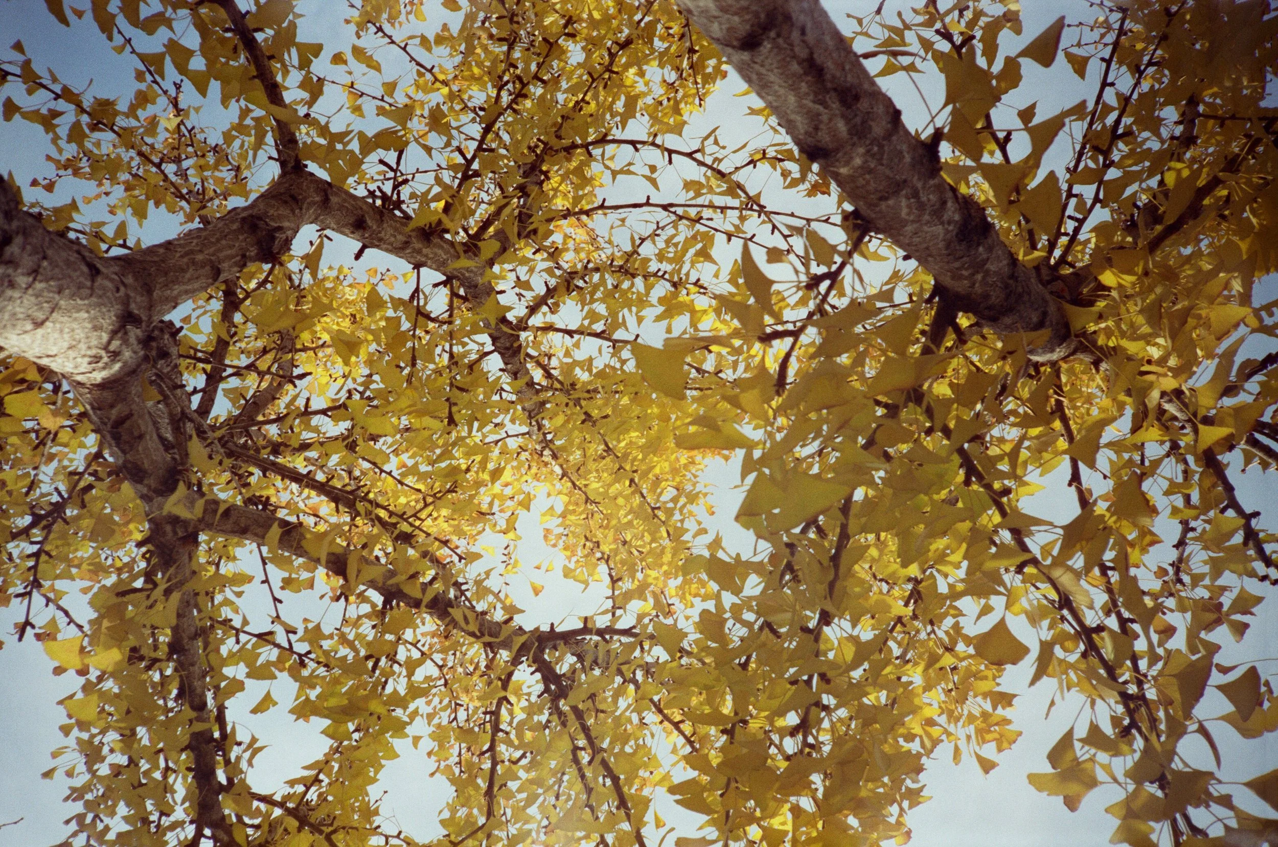 Gingko Leaves, '25 Cine still 400d