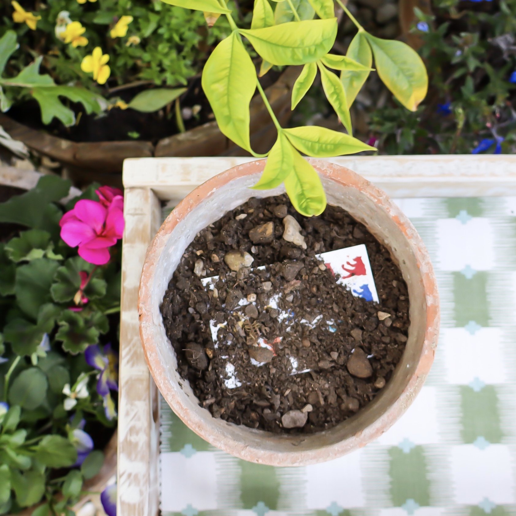 An aerial view showing a business card that has been planted in a terracotta pot.