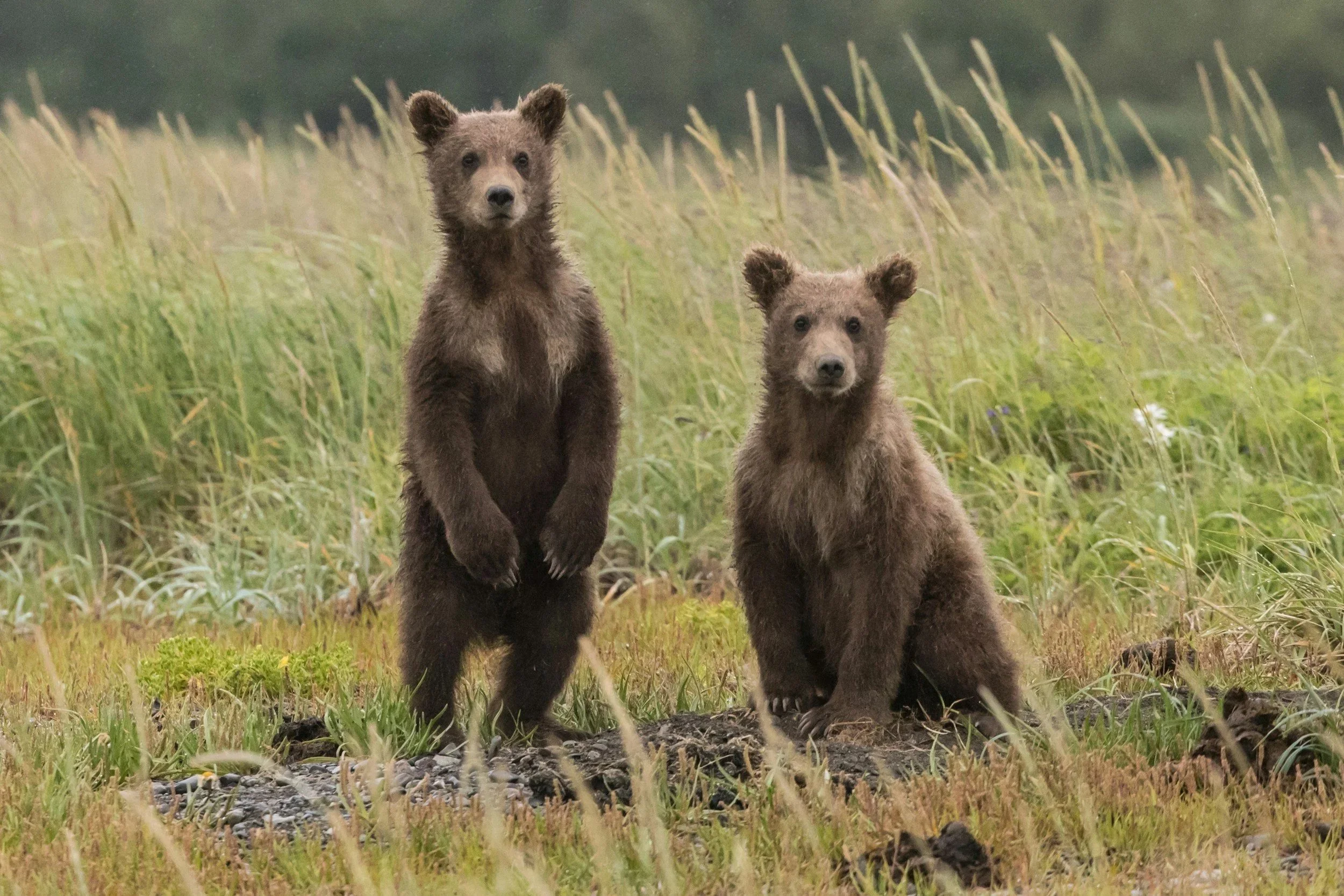 Two brown bear cubs both ready and interested in a meadow.
