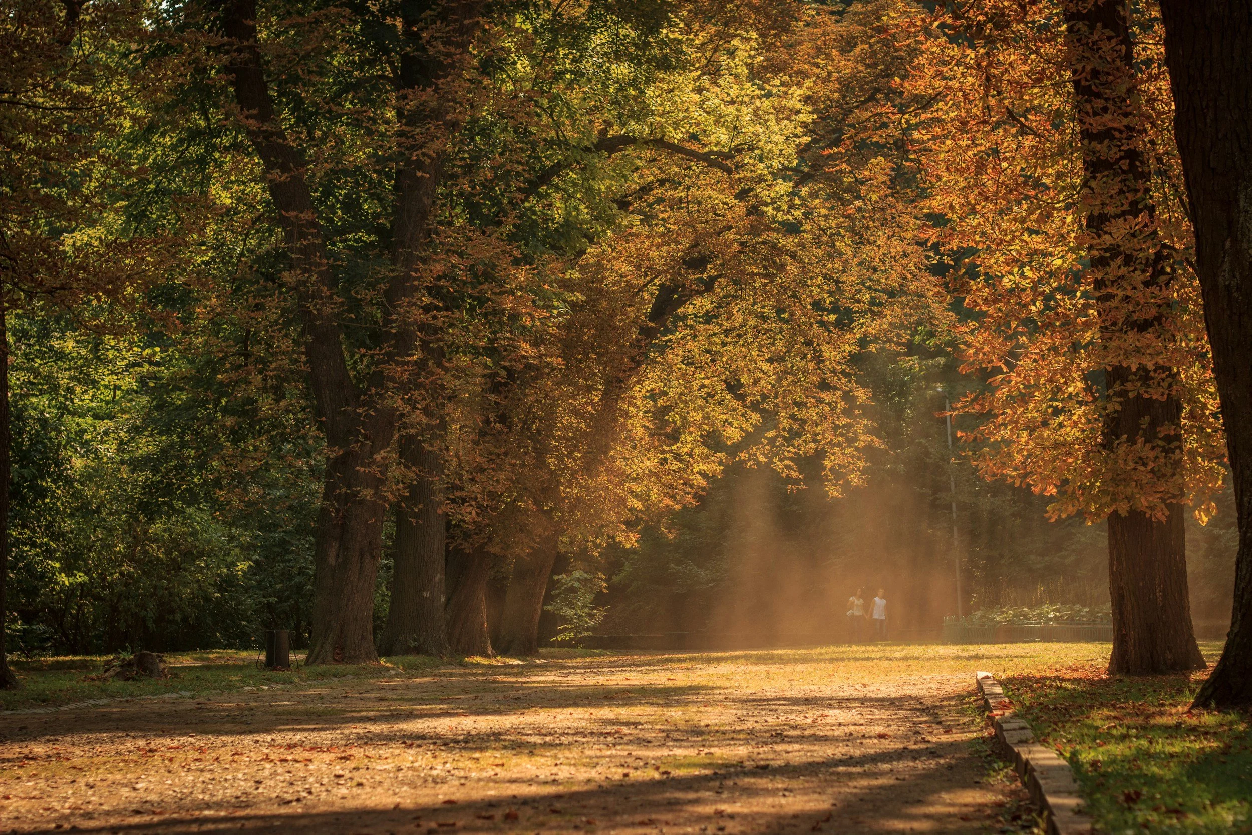 A golden scene of a forest glade filled with golden sun light.