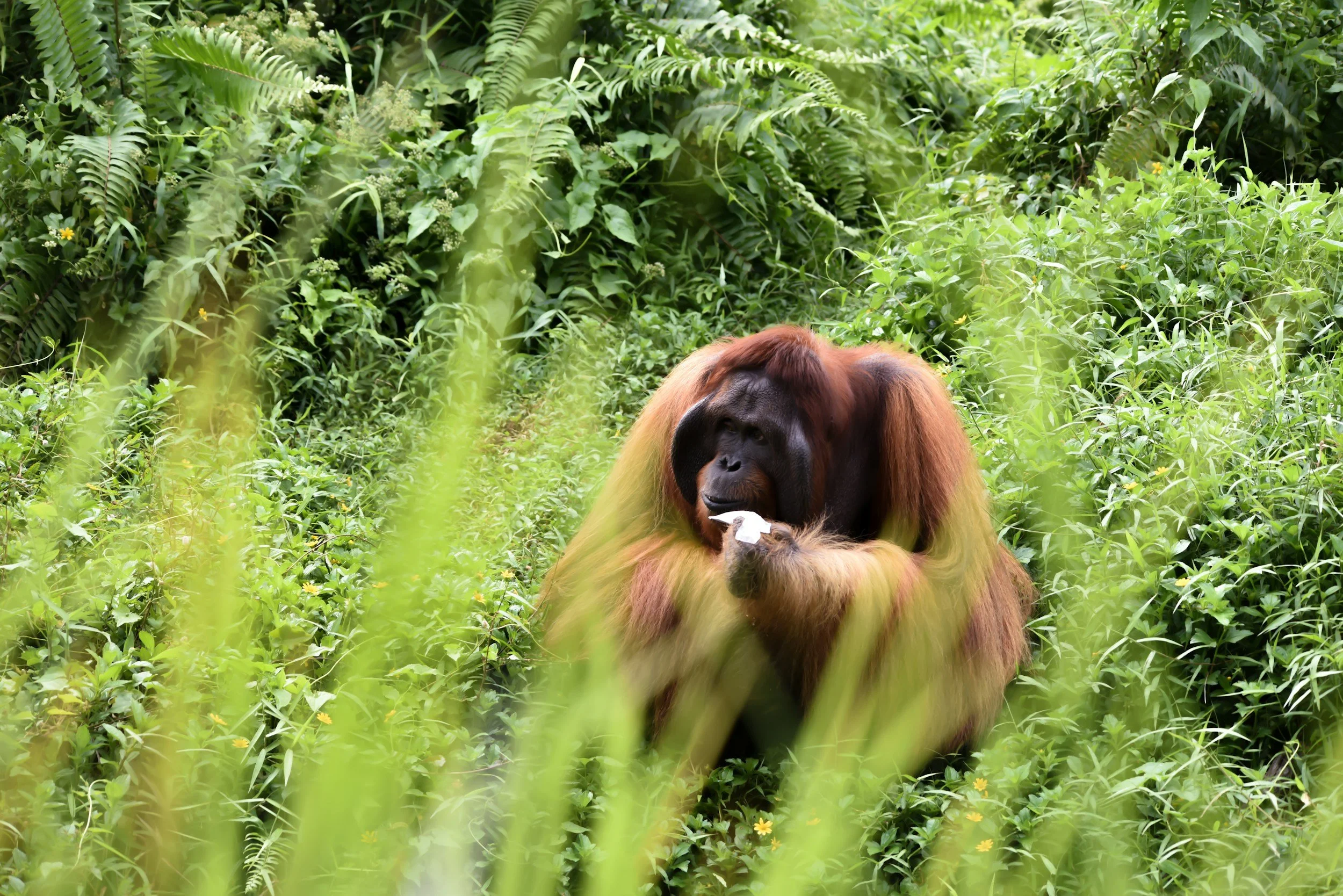 Beautiful adult orangutan sitting eating in the middle of a forest.