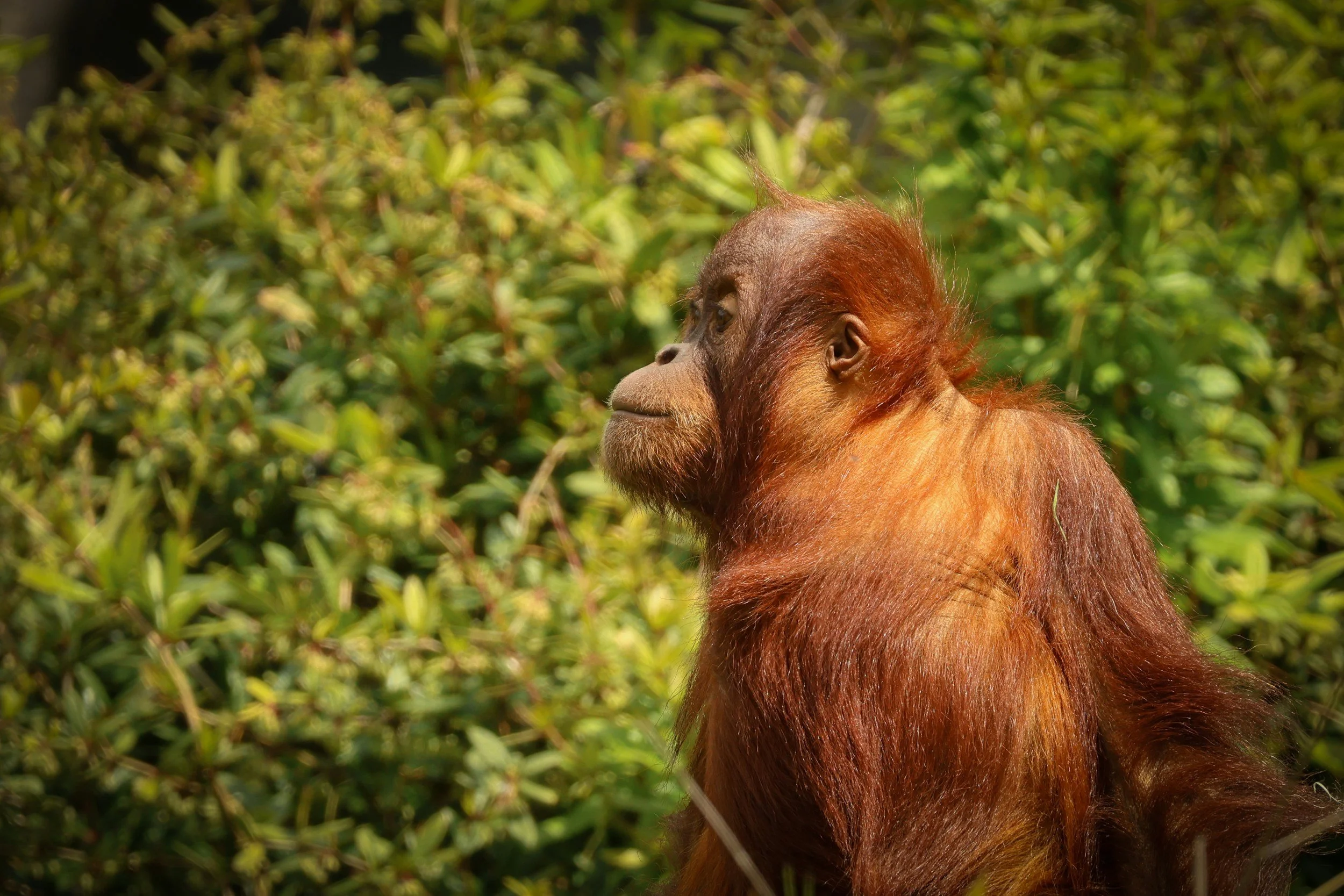 Beautiful side view of a young orangutan lookin out into the forest.