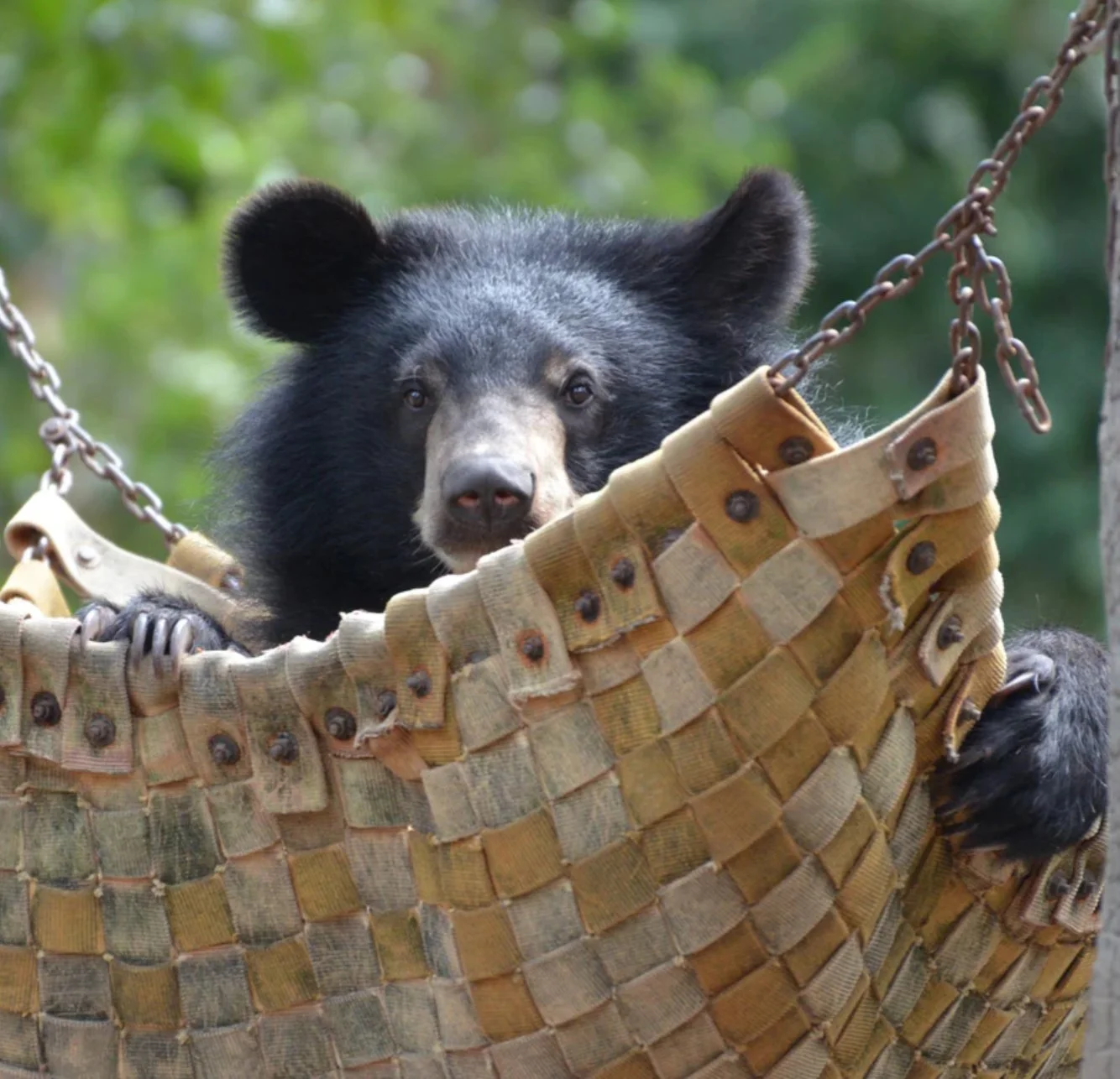 Free The Bears
