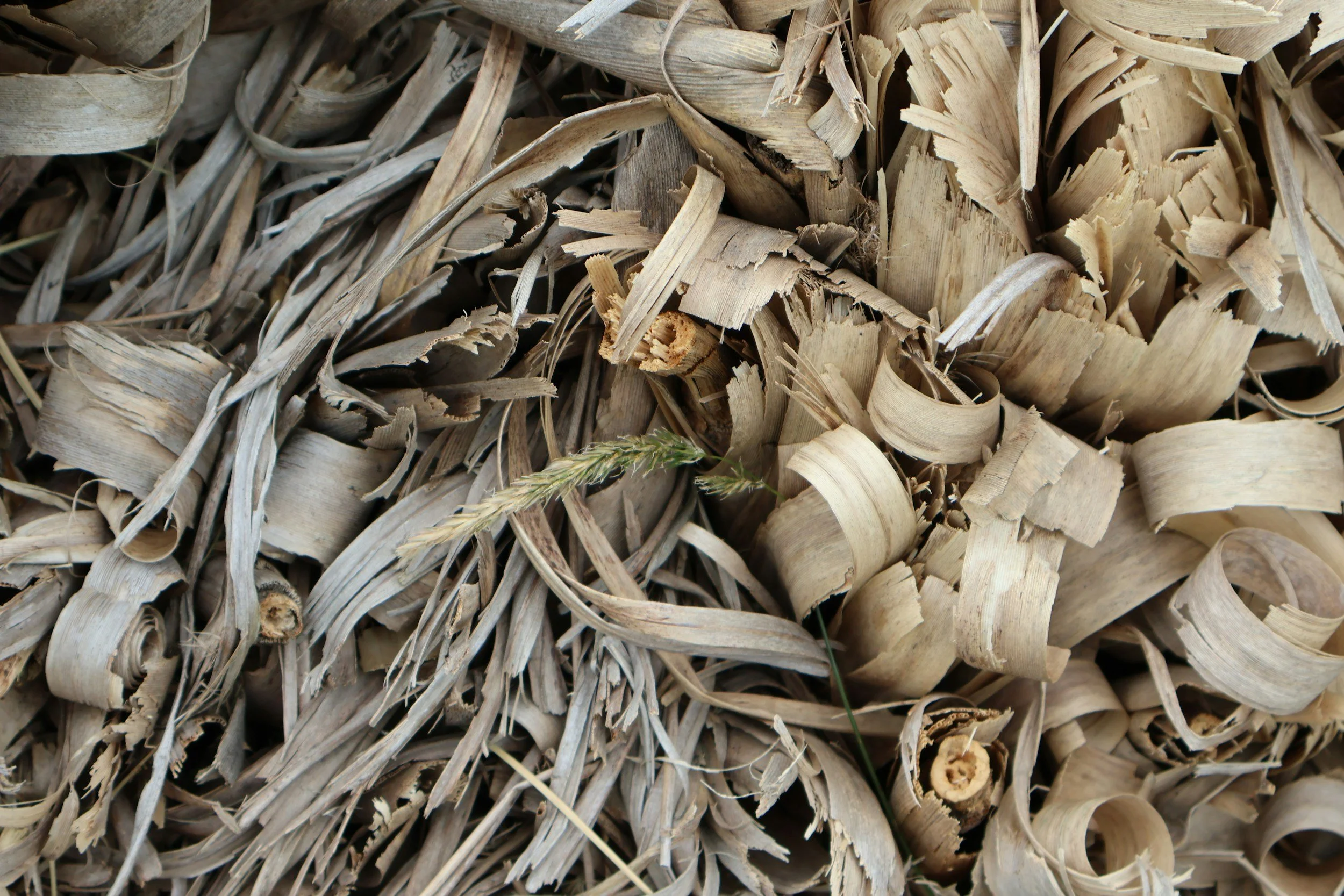An aerial view of a lot of dried banana fibres.