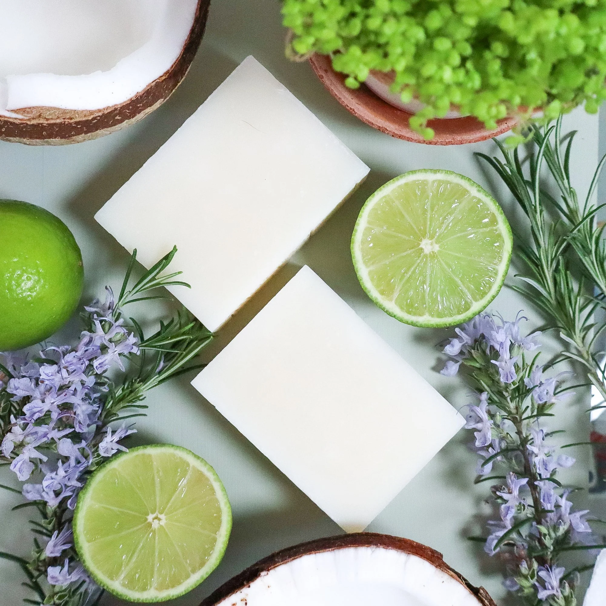 Aerial view of two bars of artisan handmade soap surrounded by fresh flowering rosemary, fresh limes, fresh coconut in halves.