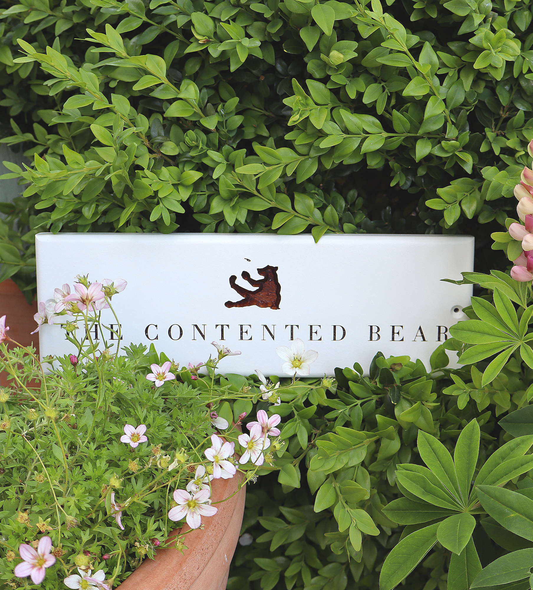 Close up view of a hand crafted, engraved business sign reading “The Contented Bear”. Fresh, green foliage and flowers surround the oak sign.
