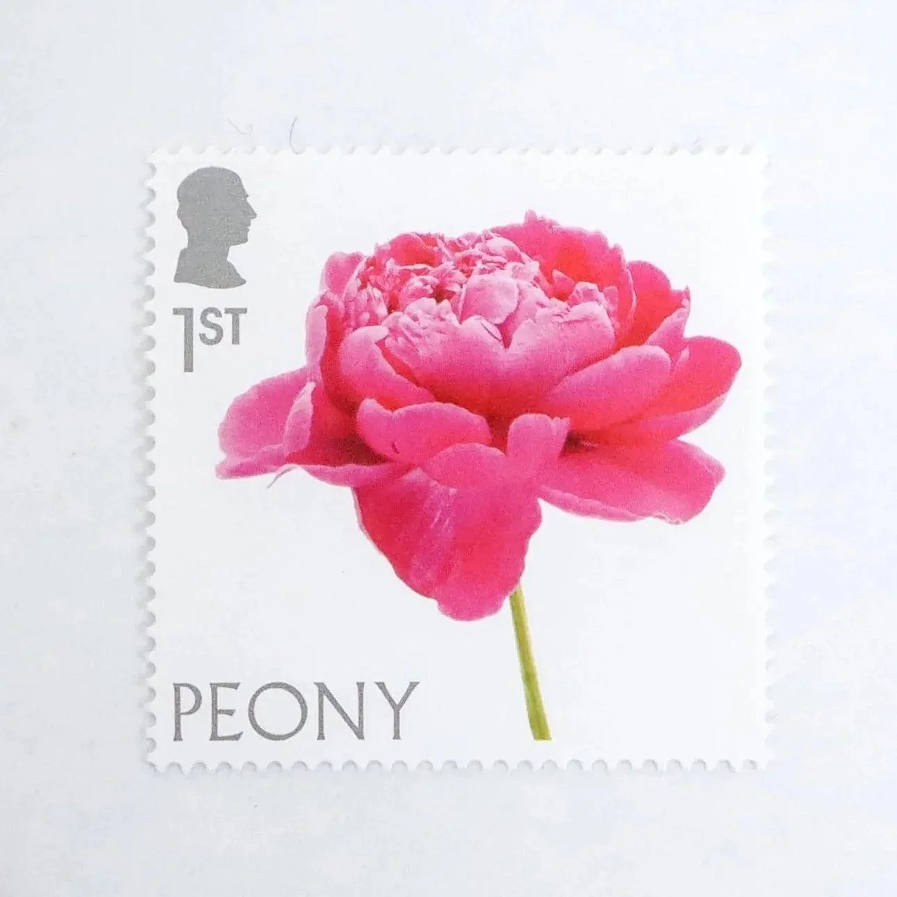 An aerial photo of a stamp featuring a close up view of a single pink peony flower head. This stamp is a special edition first class stamp.