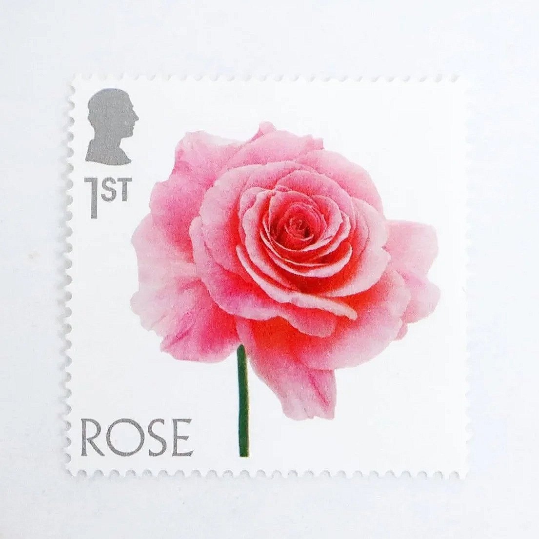 An aerial photo of a stamp featuring a close up photo of a single pink rose. This stamp is a Royal Mail special edition first class stamp.