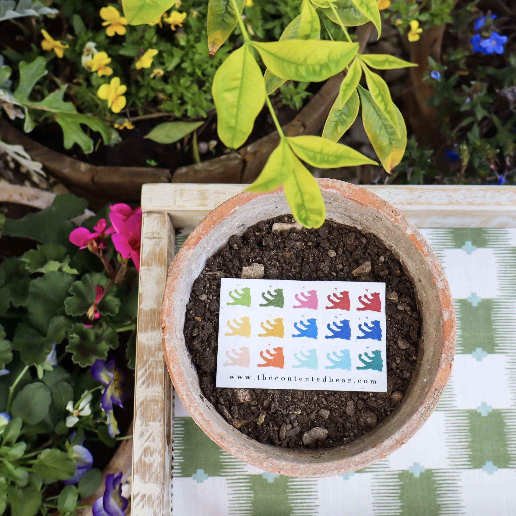Aerial view of a terracotta plant pot outside with a colorful, biodegradable business card in it.