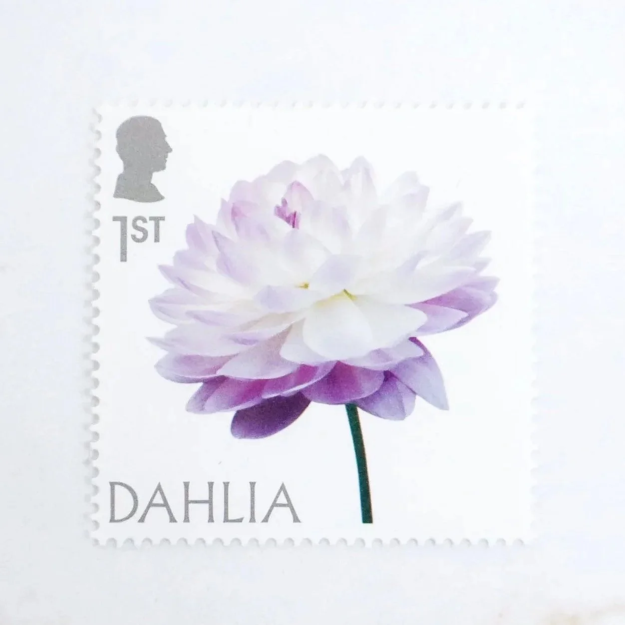 An aerial view of an english stamp featuring a white and lilac close up of a dahlia flower. This stamp is a special edition first class stamp.