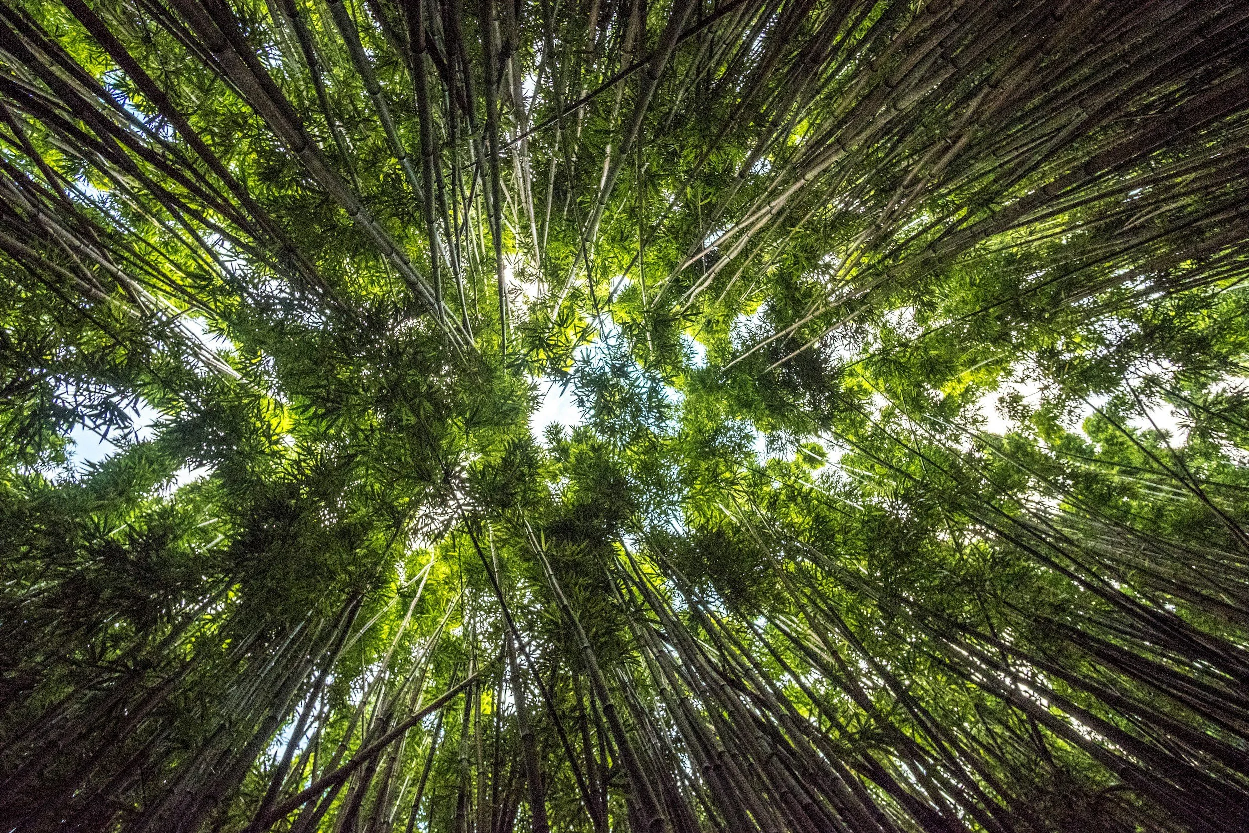 Looking up at a dense bamboo forest with tall green stalks and leafy canopy, sunlight filtering through