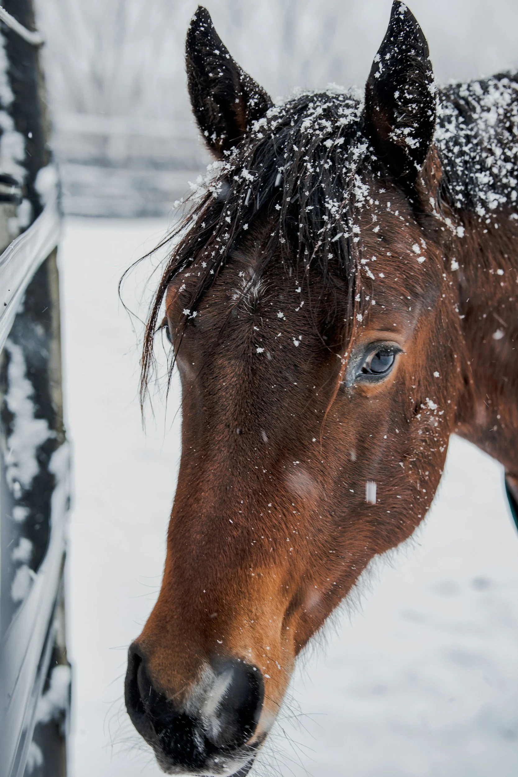 winter-tcm-pferd-fütterung-hufe-ganzheitlich