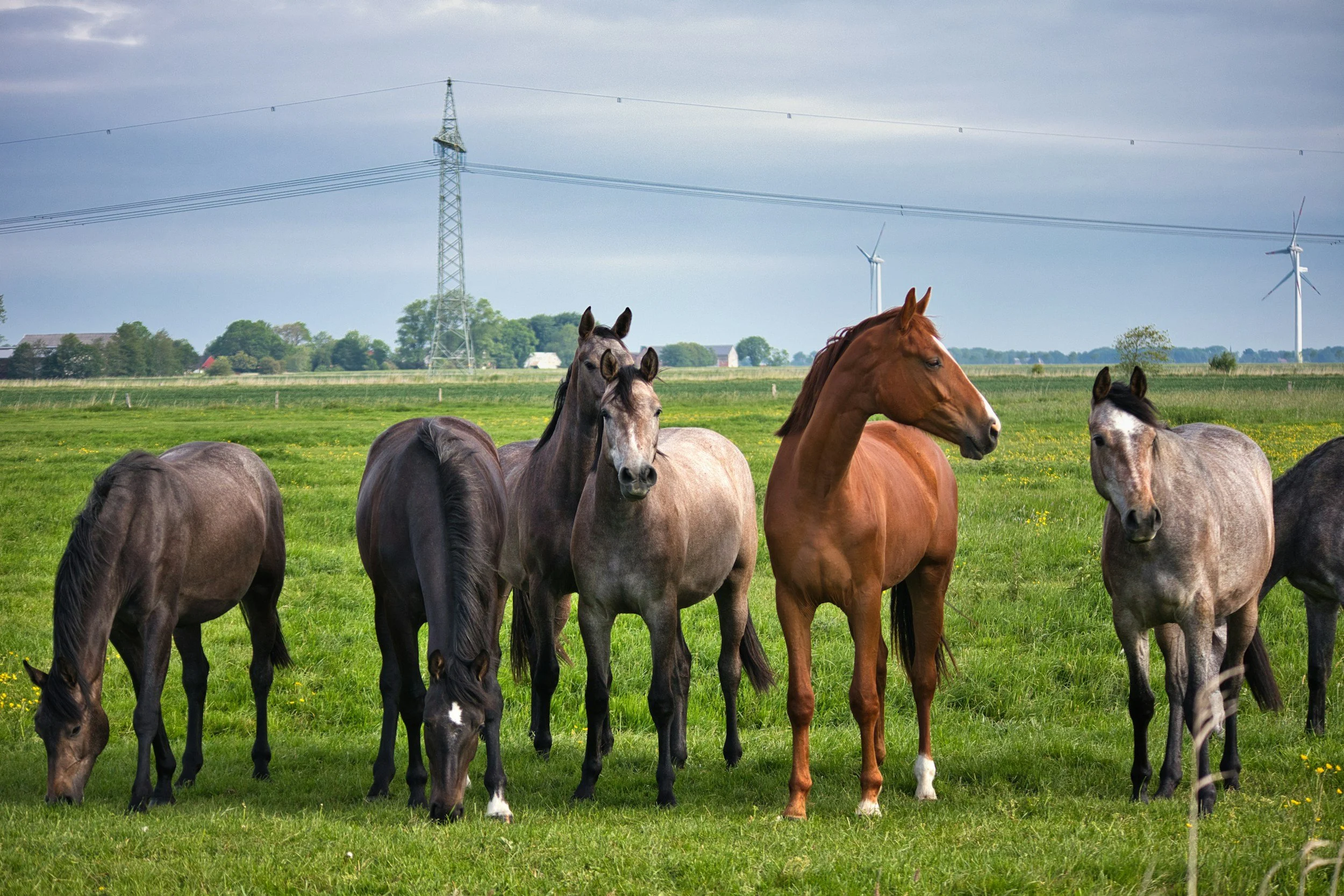 kooperationspartner-netzwerk-pferdegesundheit