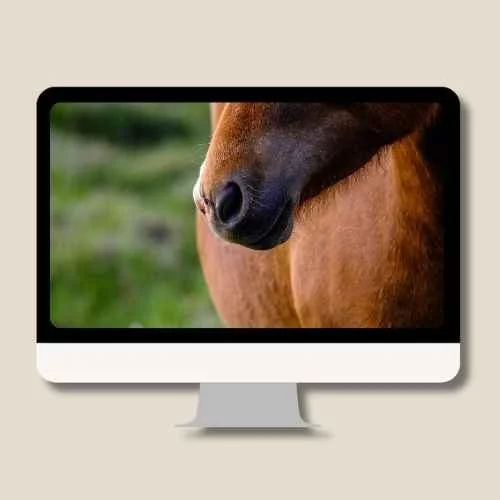 blutbild pferd.jpg