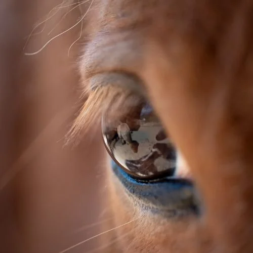 frühling-tcm-webinar-pferde-maike-geißler
