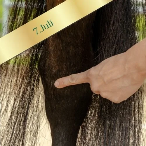 webinar-akupressur-pferd-tiersrzt-pferdetherapeut