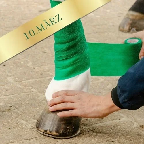 webinar-erste-hilfe-pferd-pferdetherapeuten-pferde-maerz
