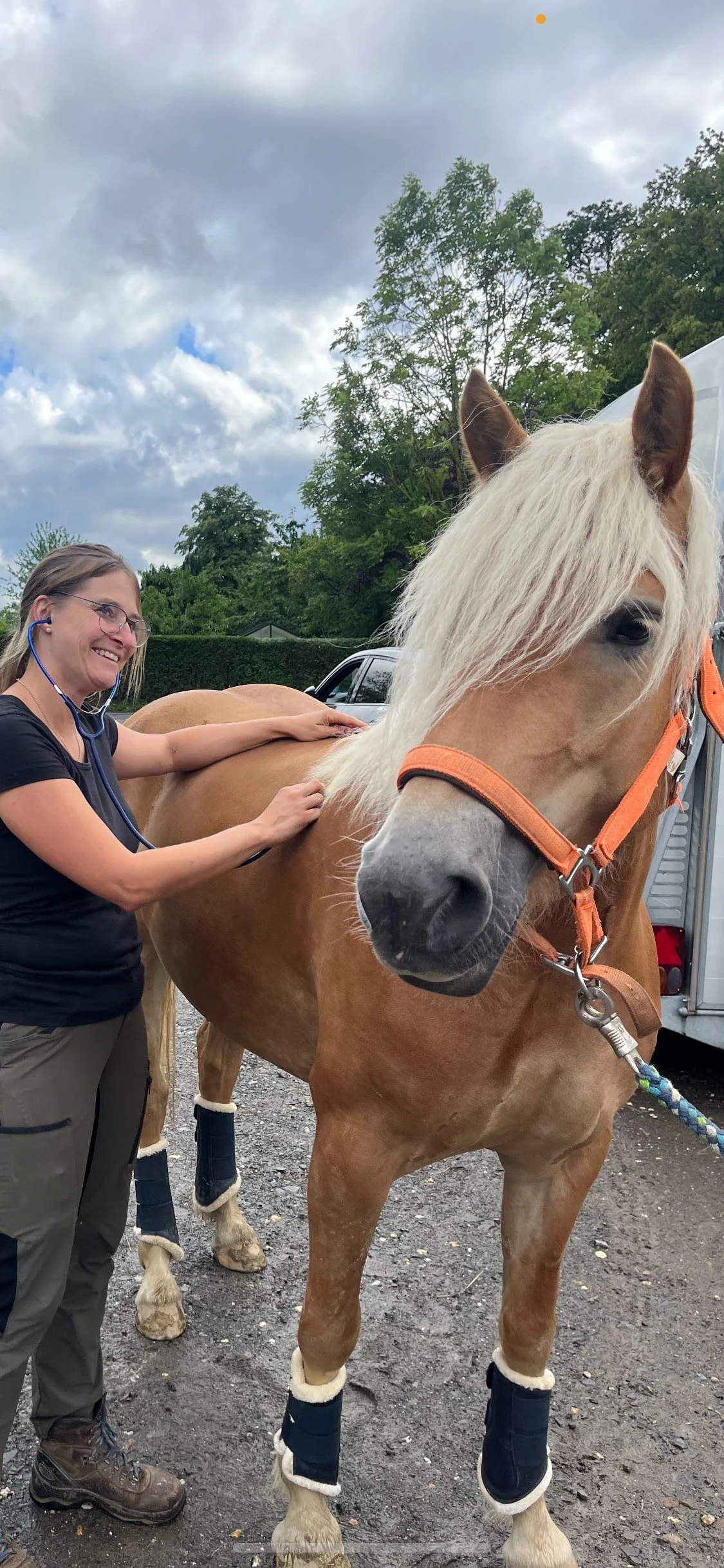 maike-geissler-tierarzt-pferde-behandlung-praxis