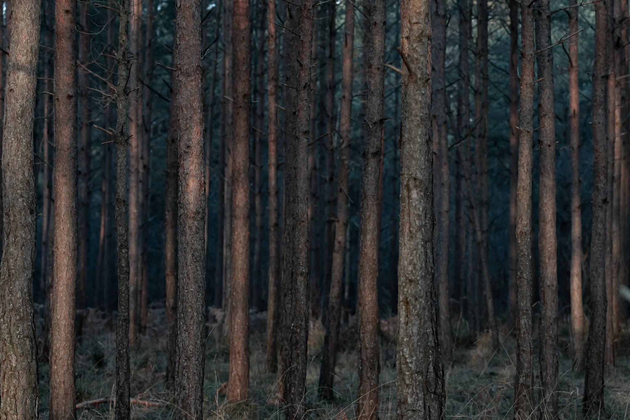 En skog med tätt stående träd och lite gräs på marken.