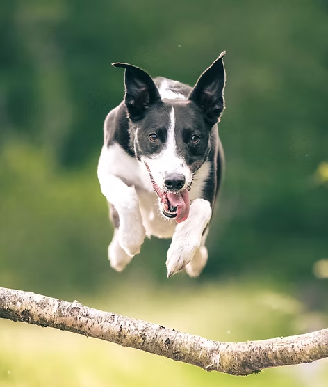 Un chien noir et blanc en sautant par-dessus une branche d'arbre dans un cadre naturel.