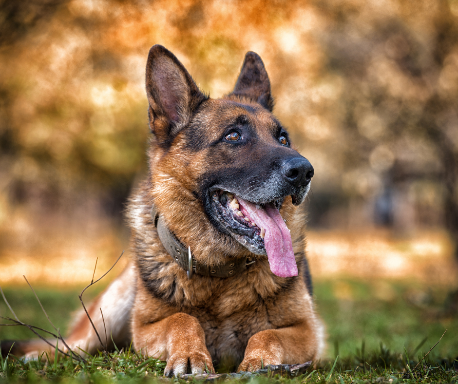 chien de berger allemand allongé dans une prairie avec un fond flou d'automne.