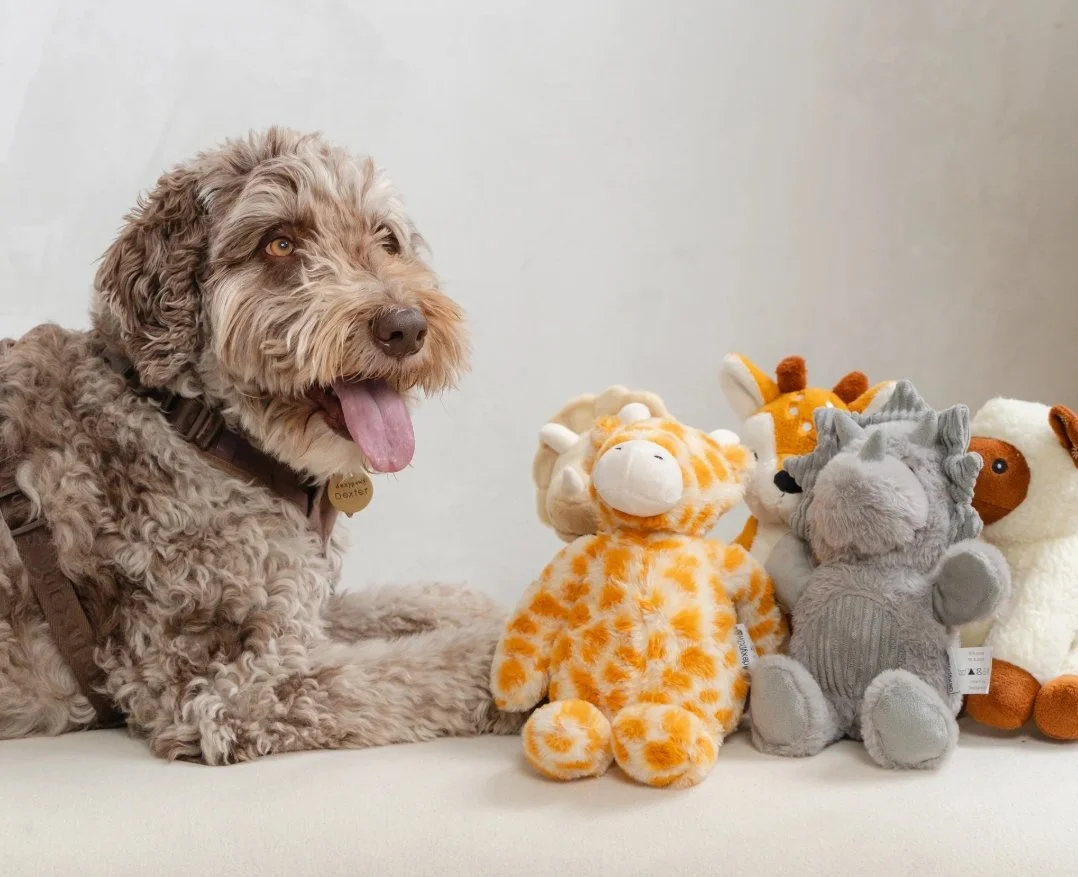 Capture d’écran_17-3-2026_163643_dexypaws.com.jpeg