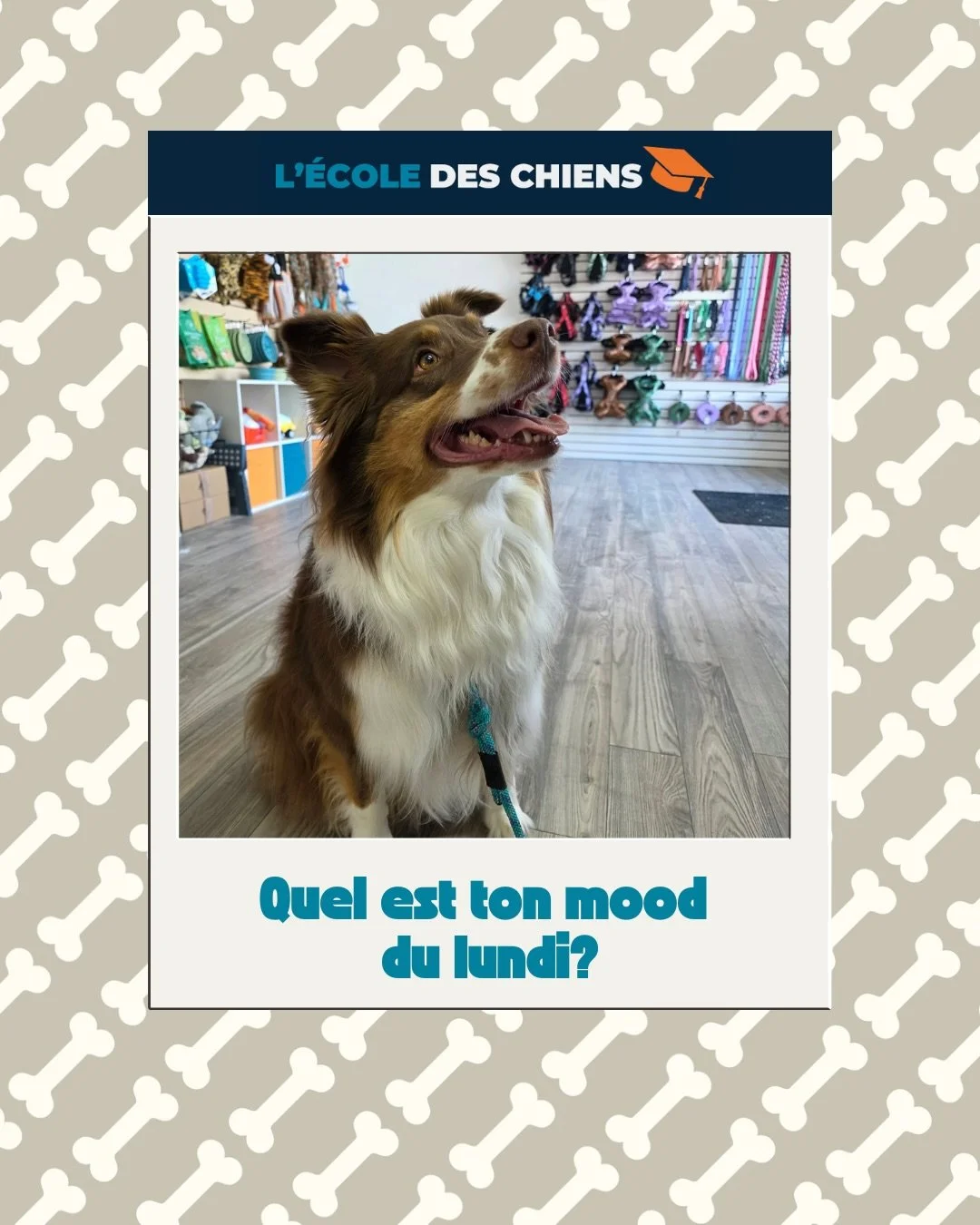 🐶✨ Le lundi, on a tous un mood&hellip;
Swipe &rarr; trouve le tien 👀
💬 Dis-nous lequel te repr&eacute;sente aujourd&rsquo;hui
👥 Tag la personne dont tu veux savoir le mood en retour 😏